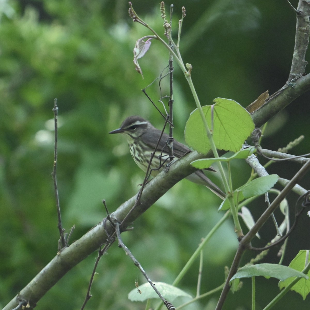 Louisiana Waterthrush - ML634534854