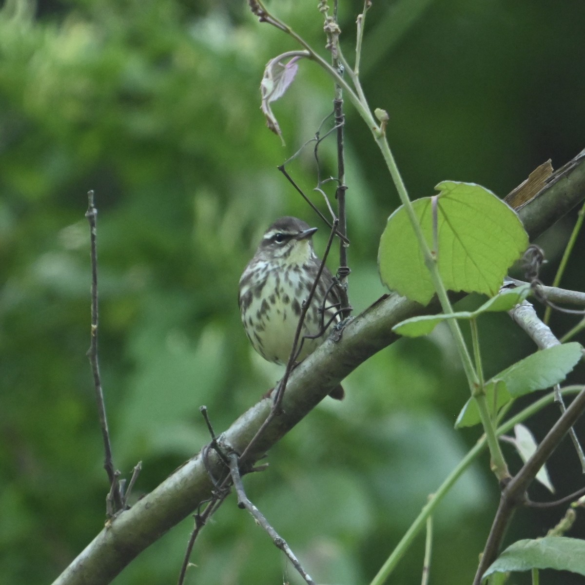 Louisiana Waterthrush - ML634534884