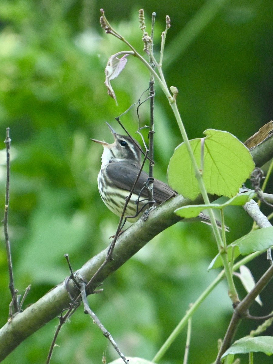 Louisiana Waterthrush - ML634534896