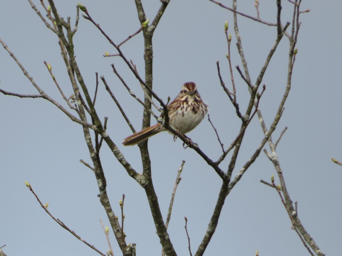 Song Sparrow - ML634534940