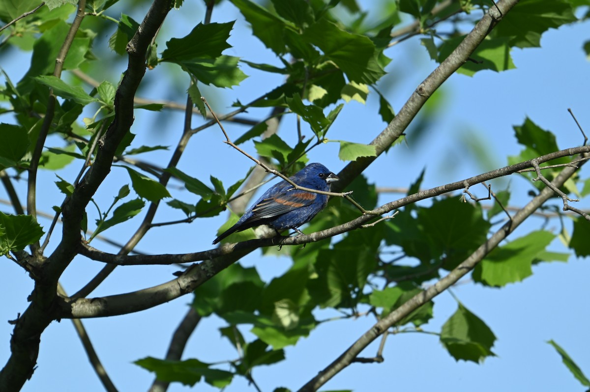 Blue Grosbeak - ML634534947