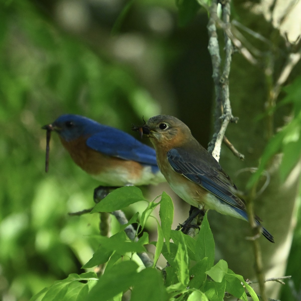 Eastern Bluebird - ML634534969