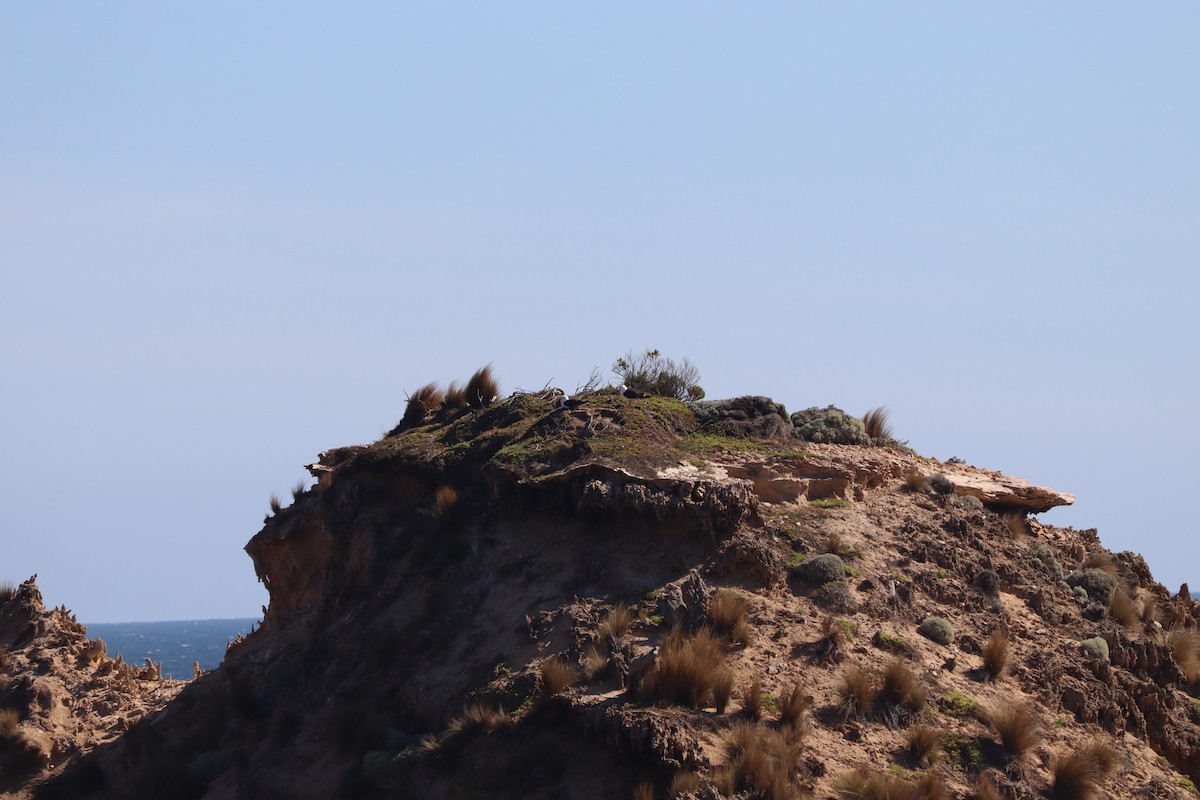 Pacific Gull - ML634534982