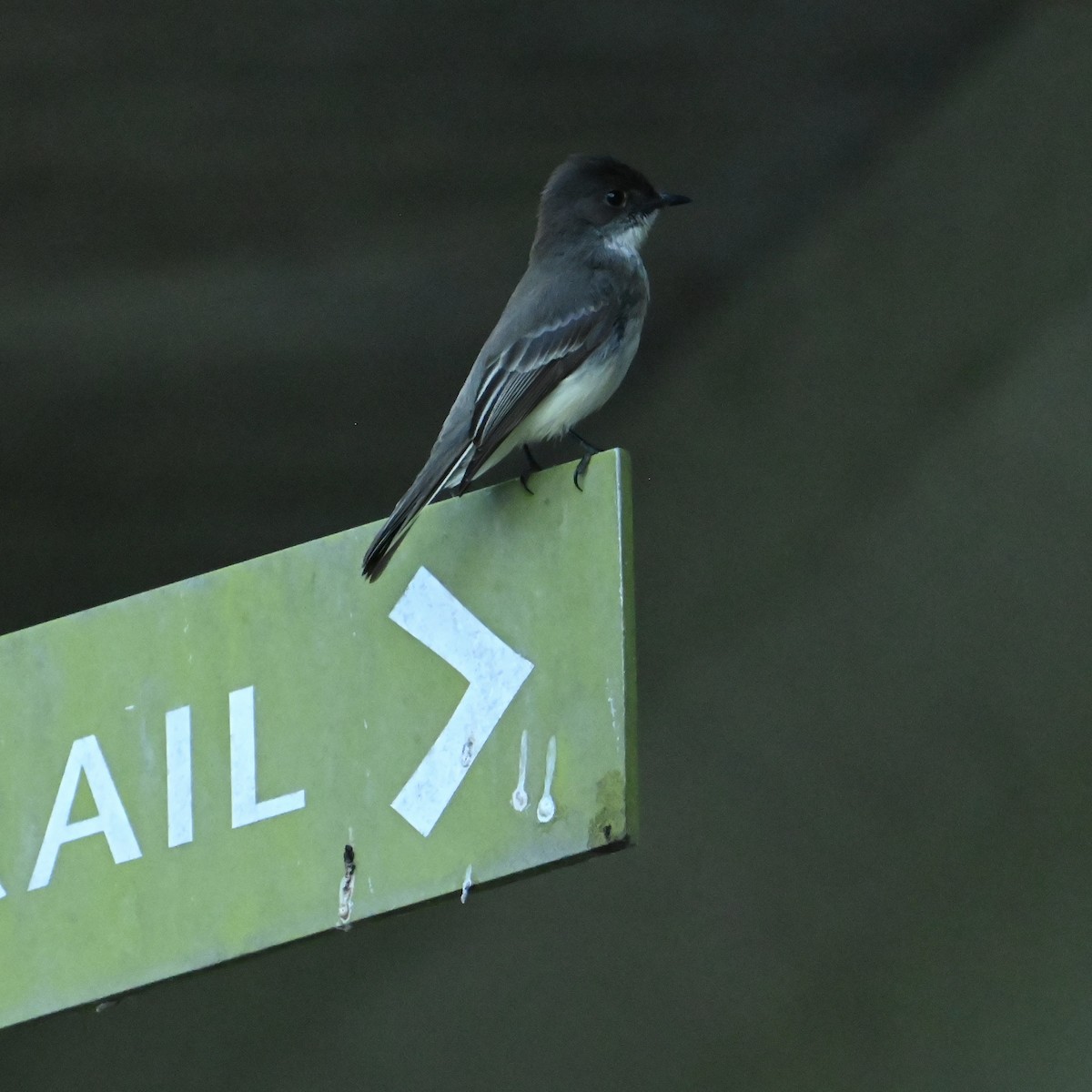 Eastern Phoebe - ML634535023