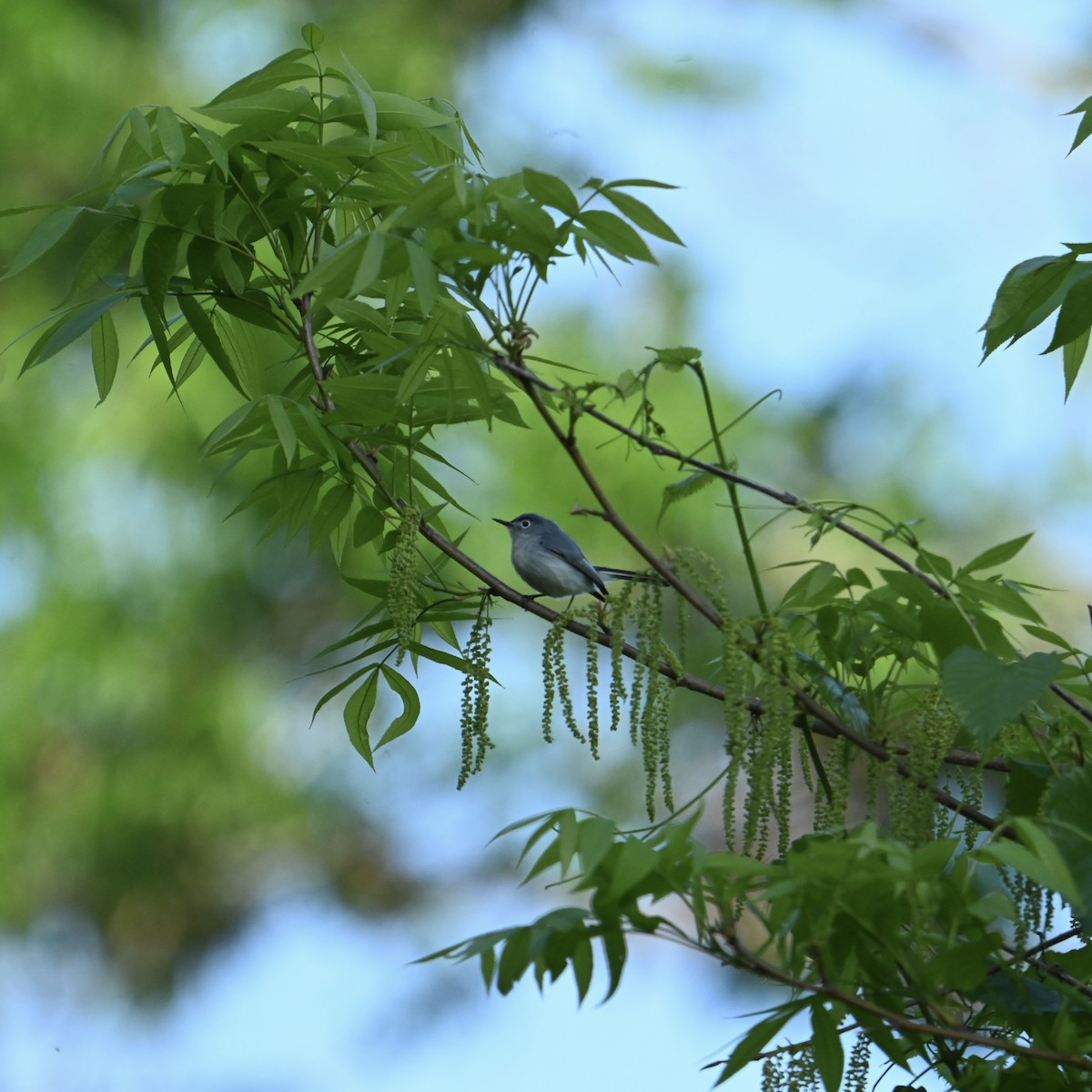 Blue-gray Gnatcatcher - ML634535055