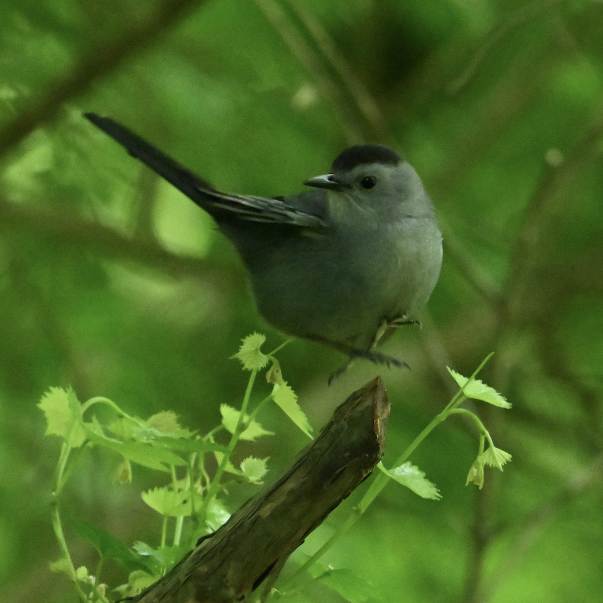 Gray Catbird - ML634535096