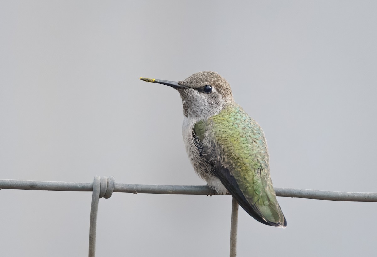 Anna's Hummingbird - John Callender