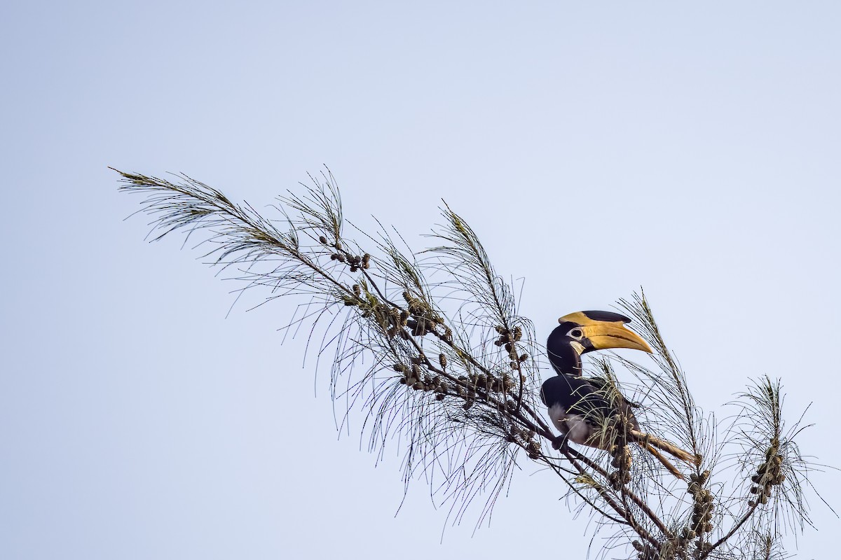 Malabar Pied-Hornbill - ML634535148