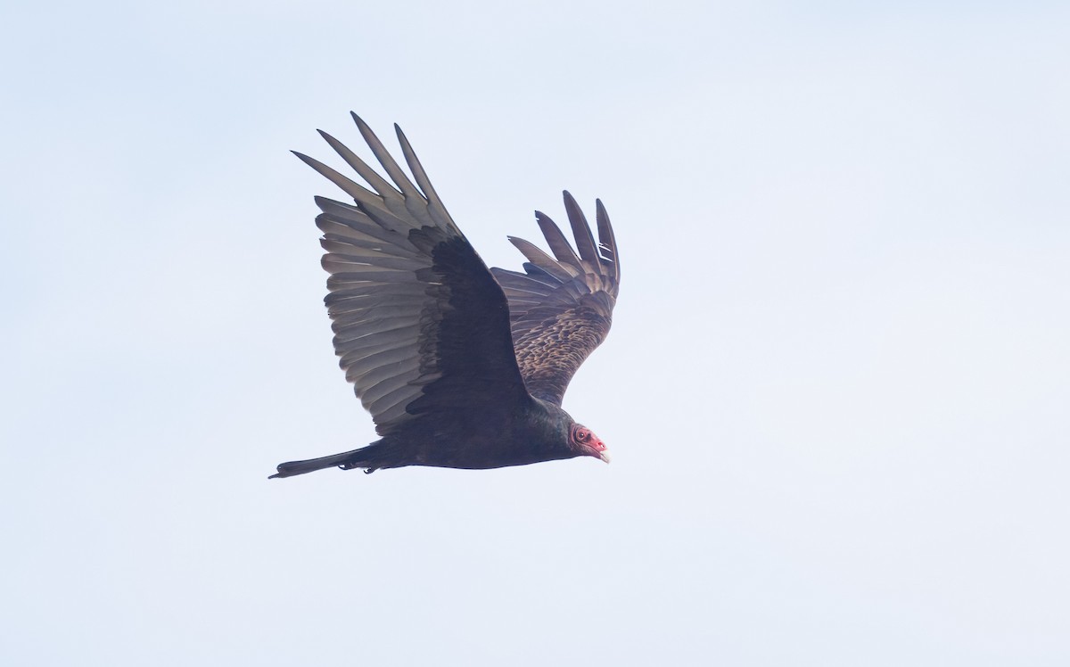 Turkey Vulture - John Callender