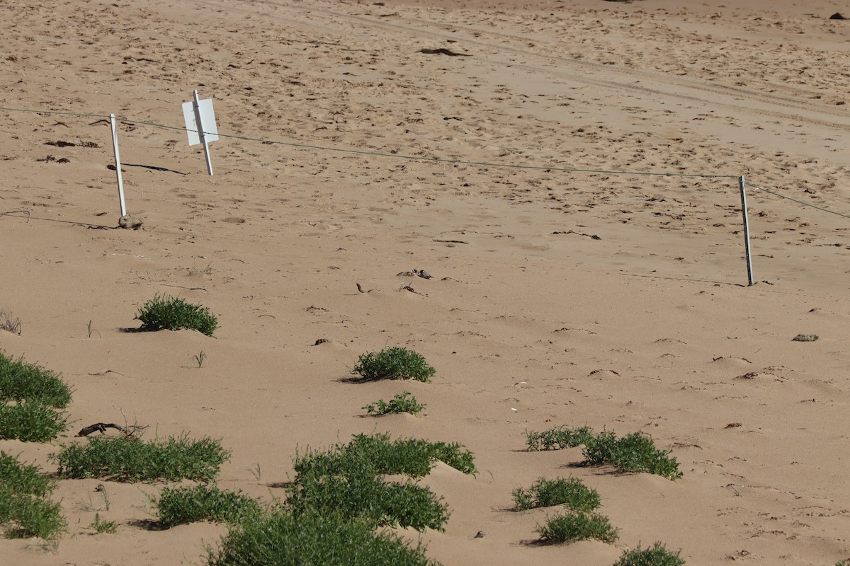Hooded Plover - ML634535221