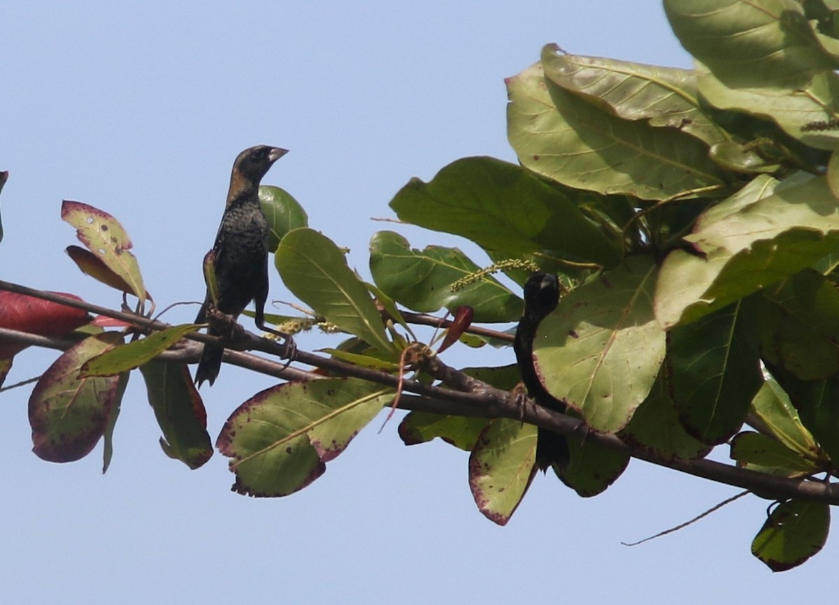 Bobolink - ML634535240