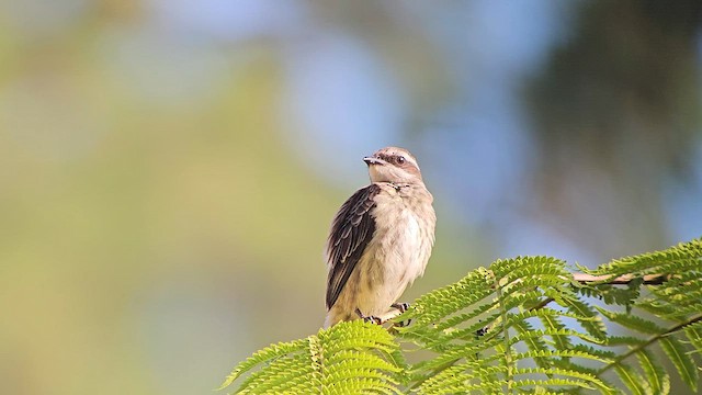 Piratic Flycatcher - ML634535533