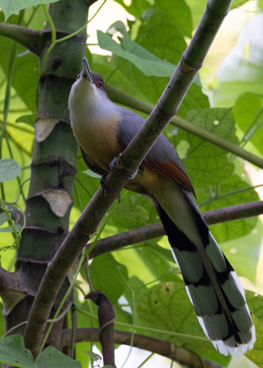 Jamaican Lizard-Cuckoo - ML634535535