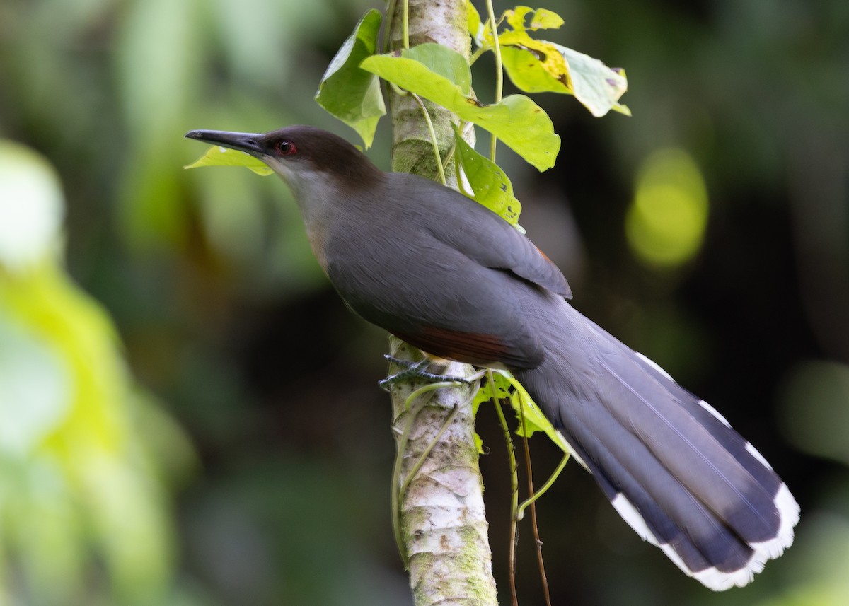 Jamaican Lizard-Cuckoo - ML634535537