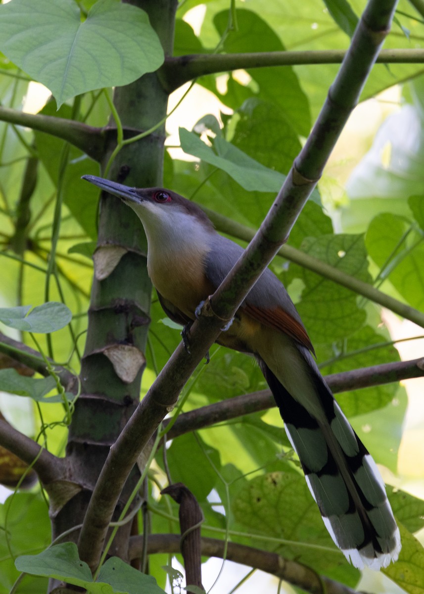 Jamaican Lizard-Cuckoo - ML634535538