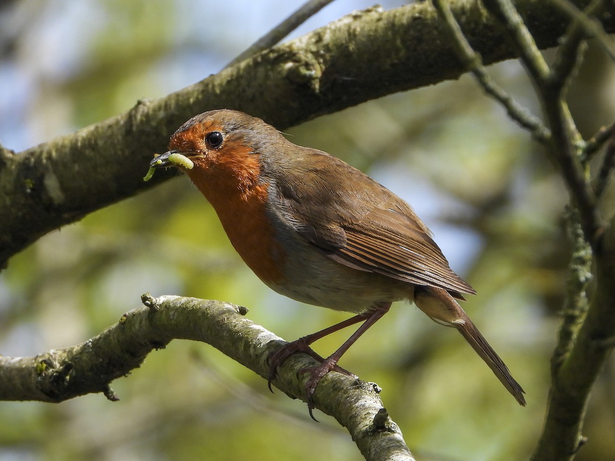 European Robin - ML634535657