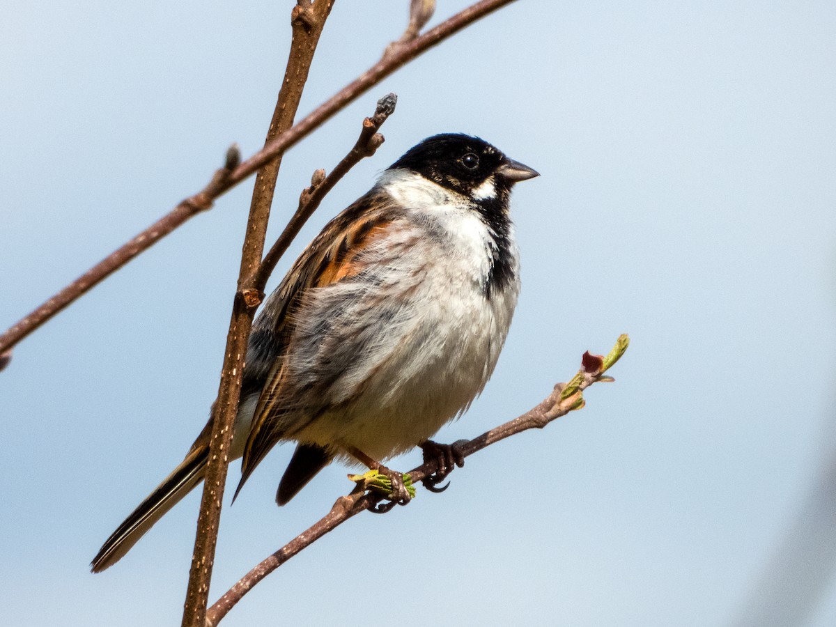 蘆鵐 - ML634535660