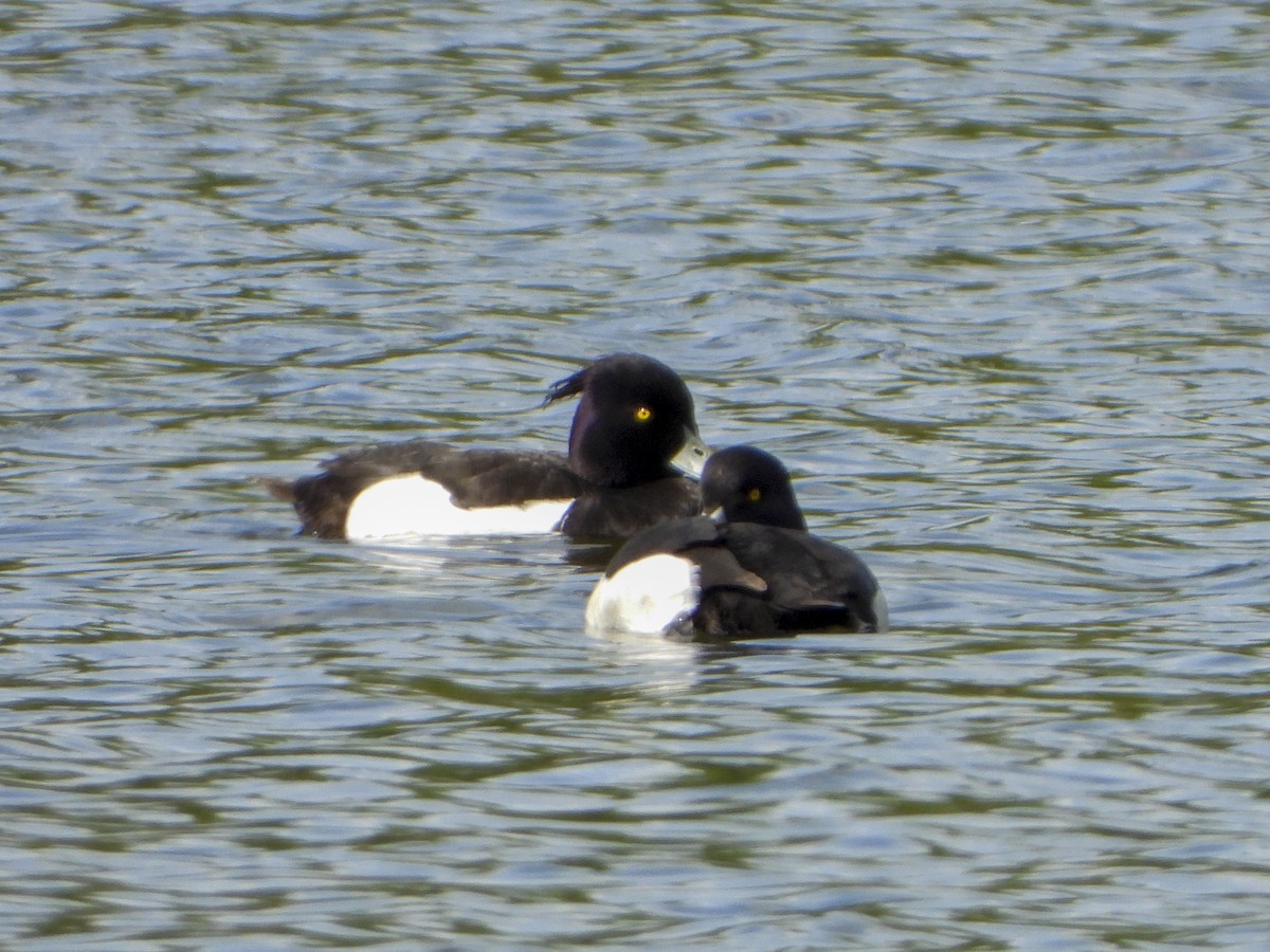 鳳頭潛鴨 - ML634535664