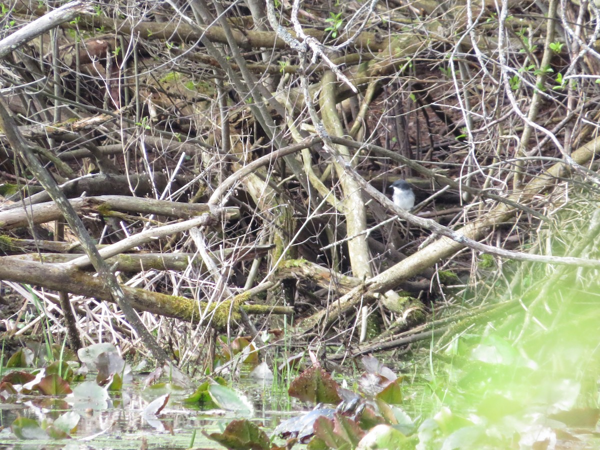 Eastern Kingbird - ML634535804