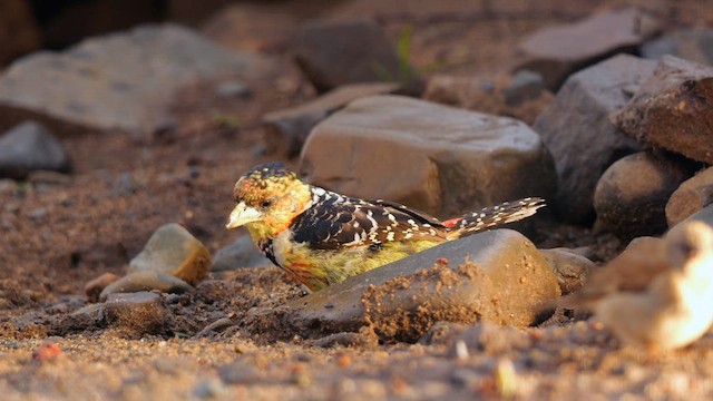 Crested Barbet - ML634535837