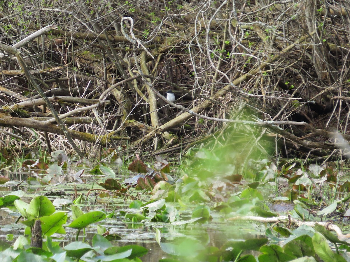 Eastern Kingbird - ML634535877