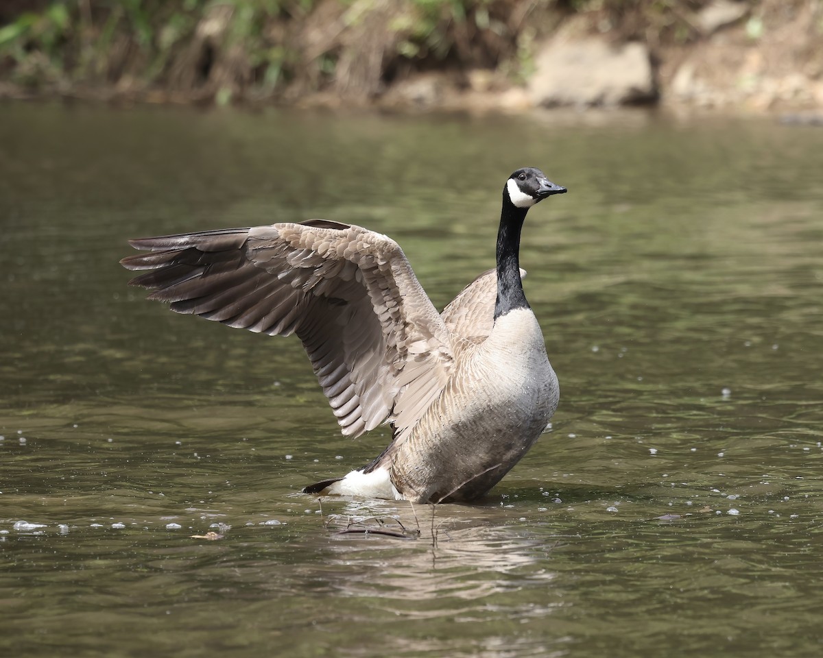 Branta kanadar handia - ML634535963