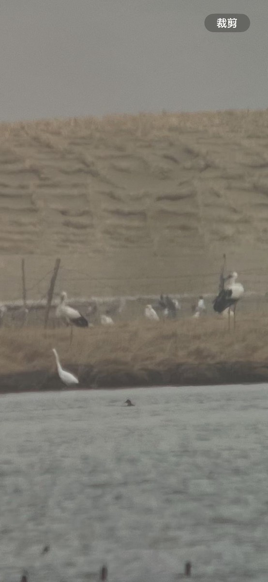 Oriental Stork - ML634535966
