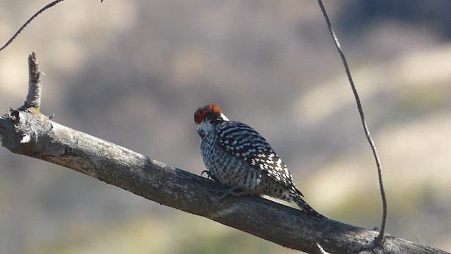 Pic bûcheron - ML634535994