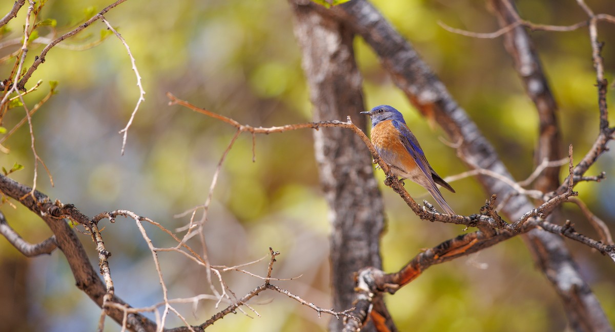 Western Bluebird - ML634536371