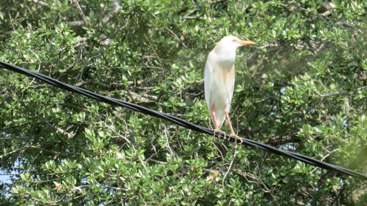 Western Cattle-Egret - ML634536573