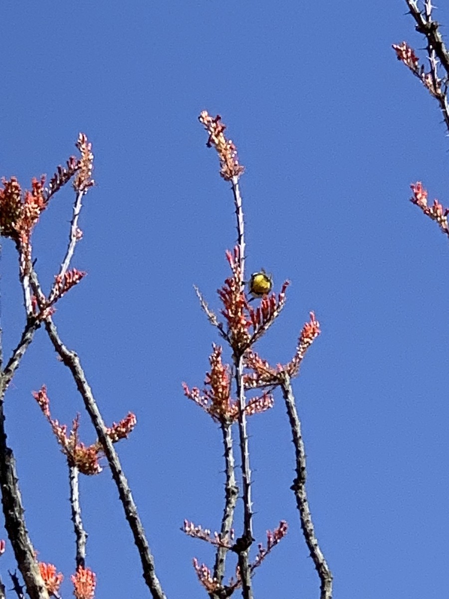 Hermit Warbler - ML634536594