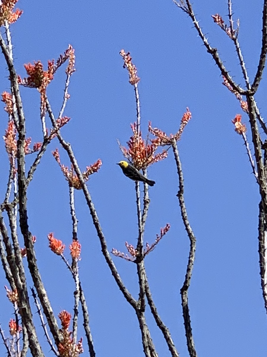 Hermit Warbler - ML634536595