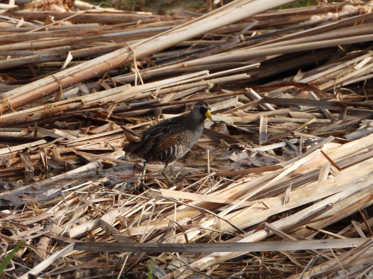 chřástal karolínský - ML634536628
