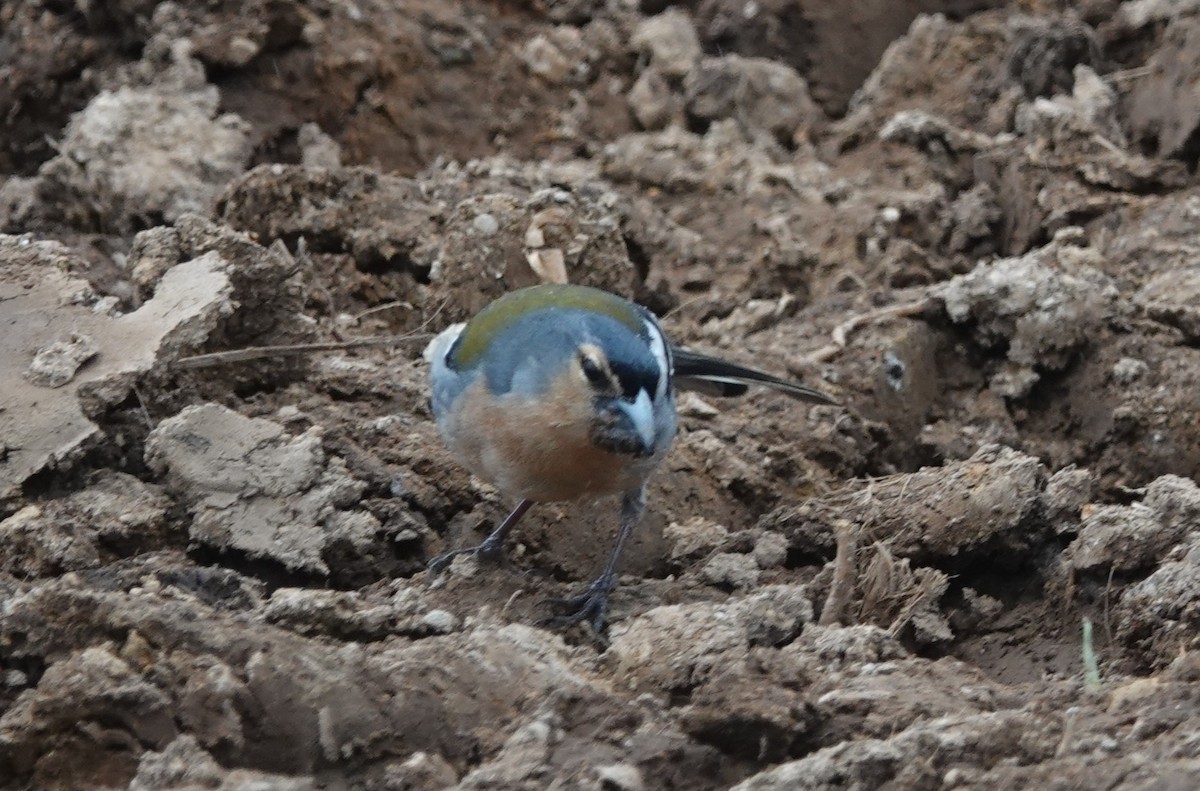 Azores Chaffinch - ML634536635