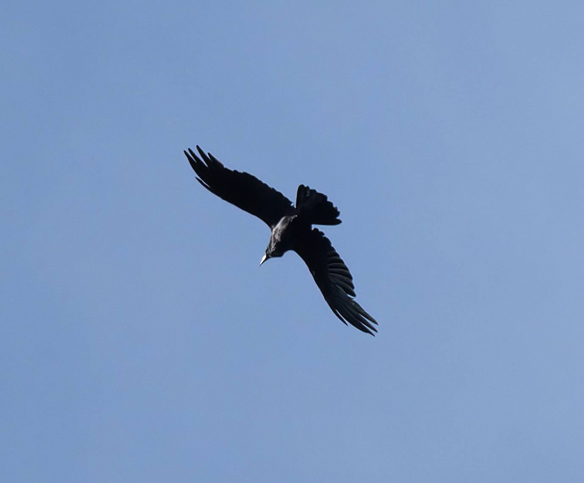 Common Raven - ML634536725