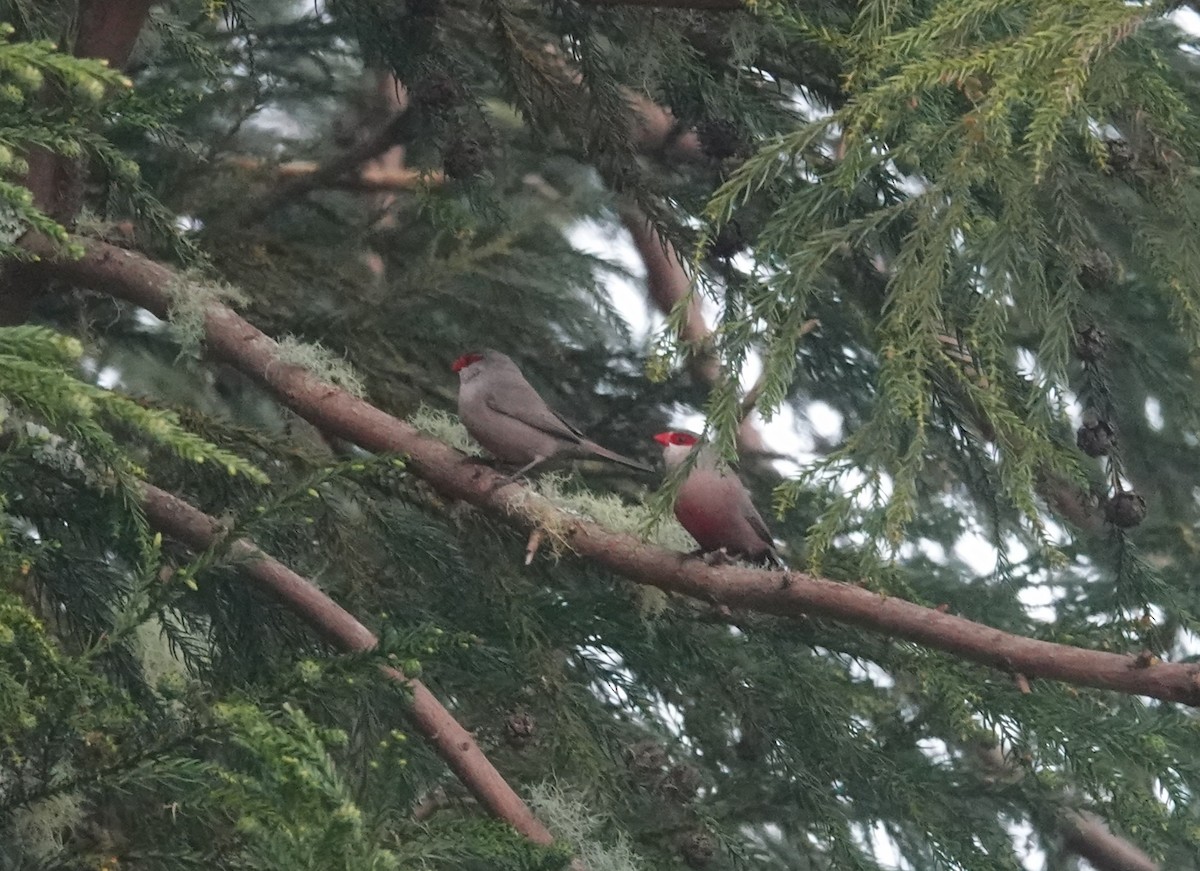Common Waxbill - ML634536736