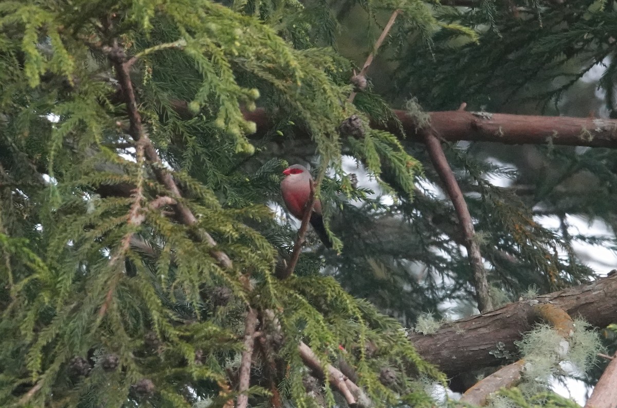 Common Waxbill - ML634536737
