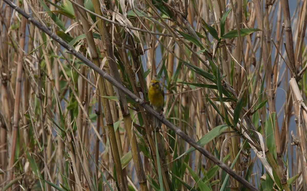 Island Canary - ML634536793