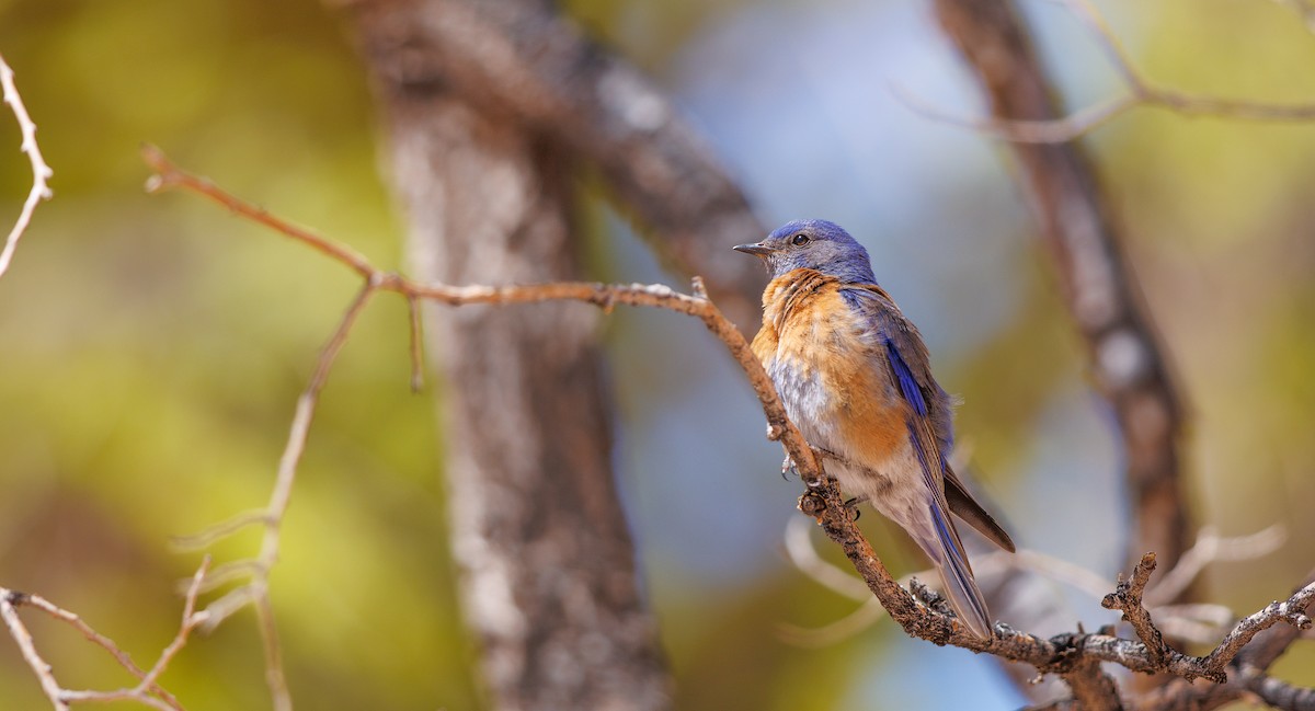 Western Bluebird - ML634536805