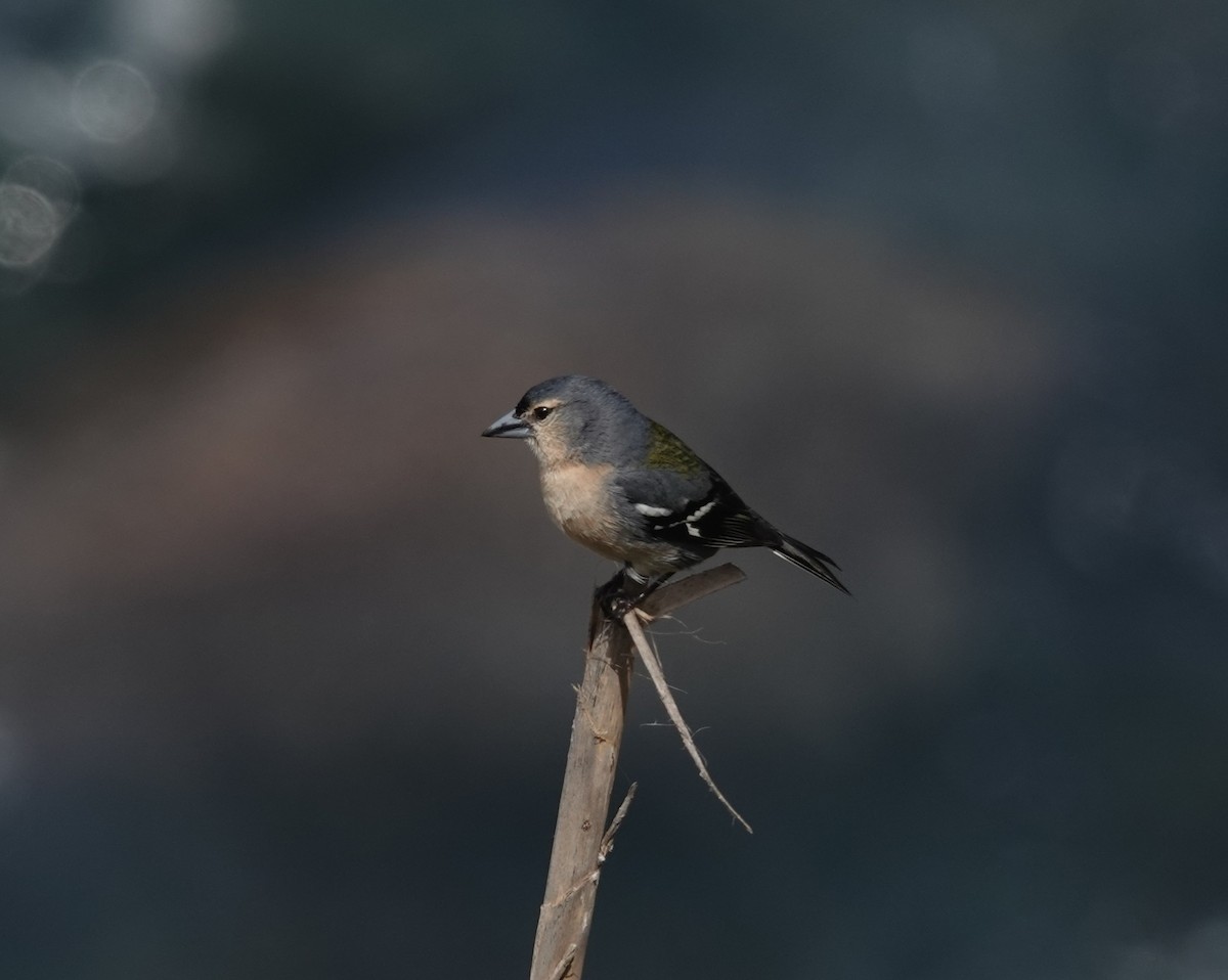 Azores Chaffinch - ML634536827