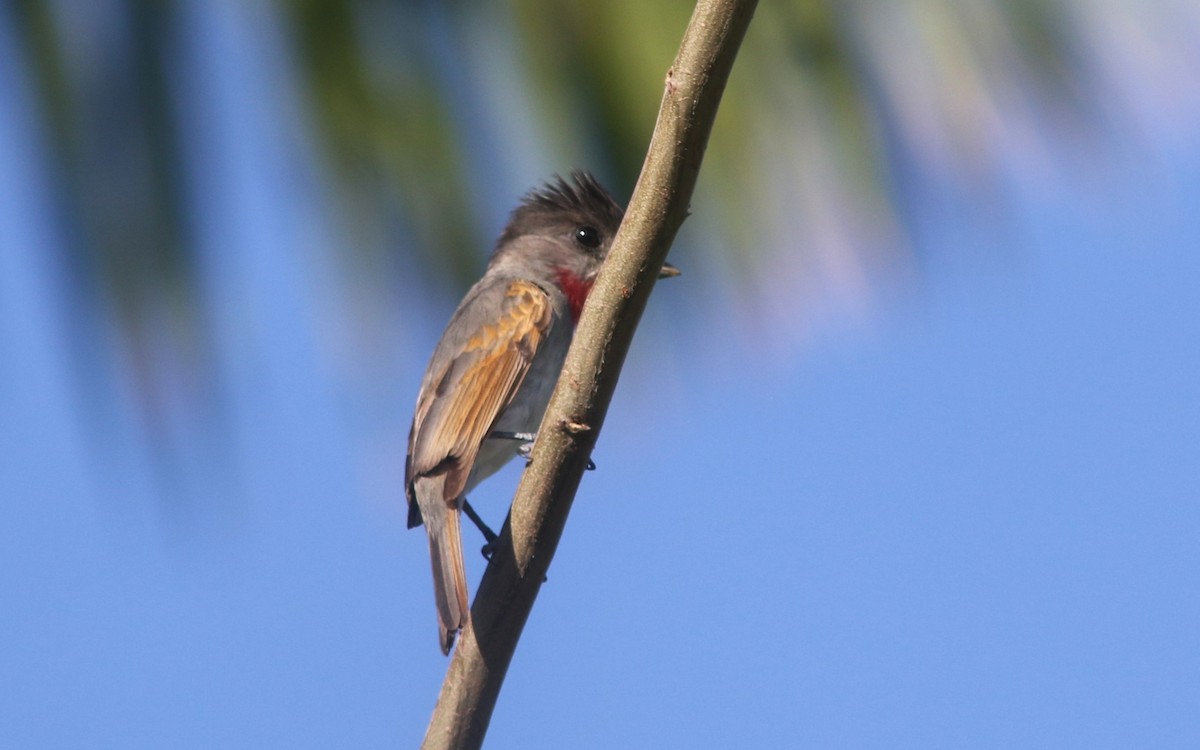 Rose-throated Becard - ML634536867