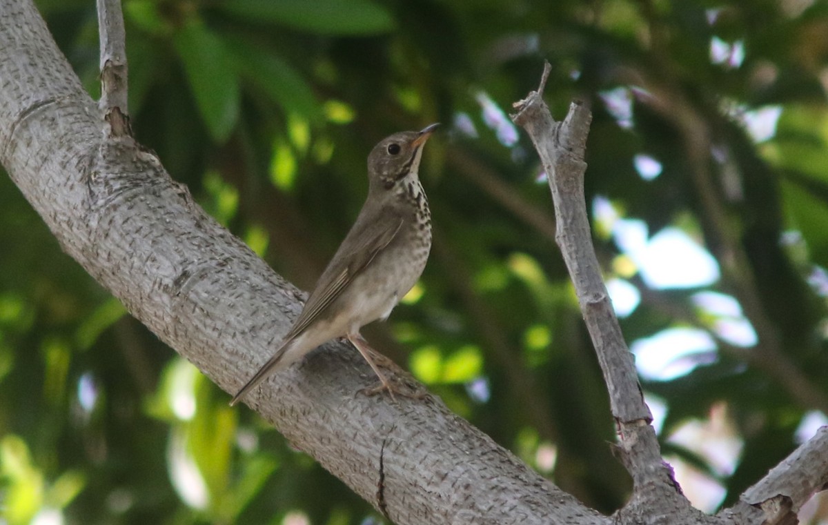 Gray-cheeked Thrush - ML634536886