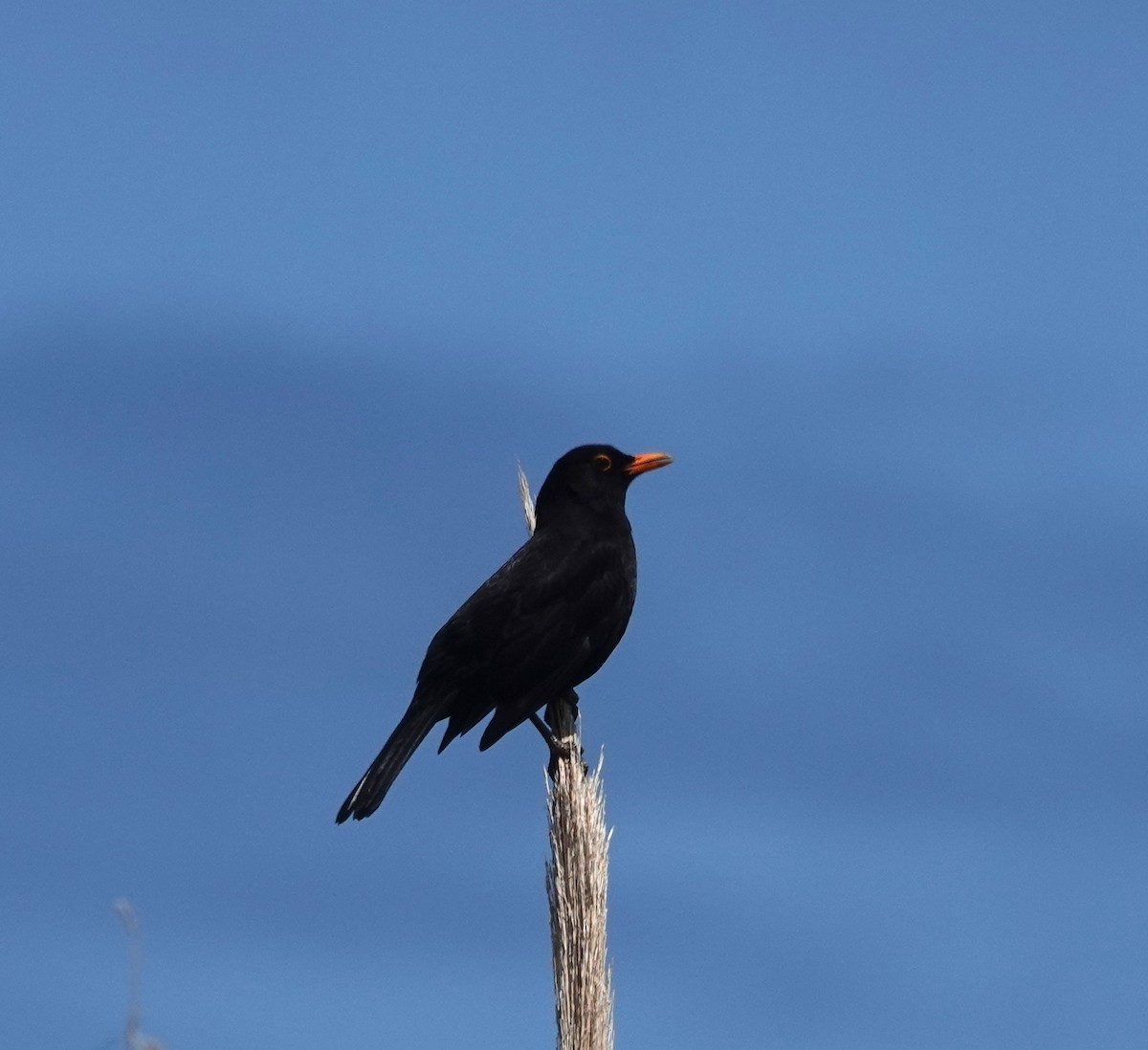 Eurasian Blackbird - ML634536887