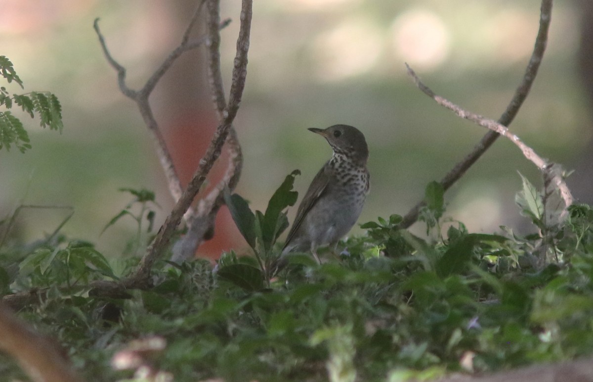 Gray-cheeked Thrush - ML634536898