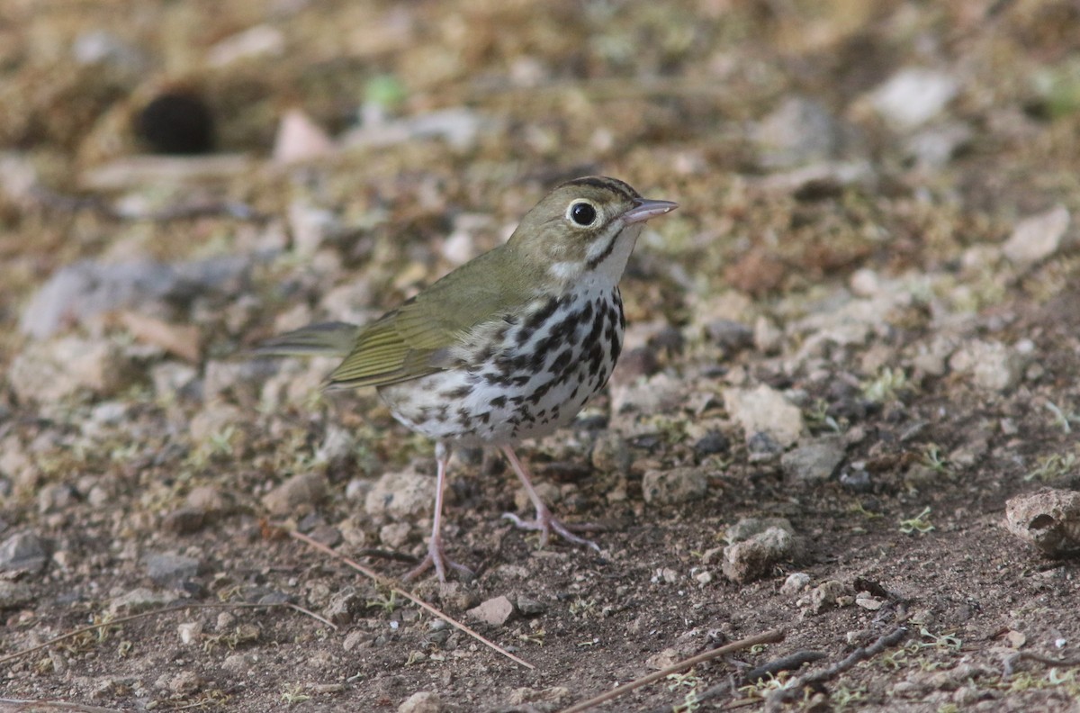 Ovenbird - ML634536913