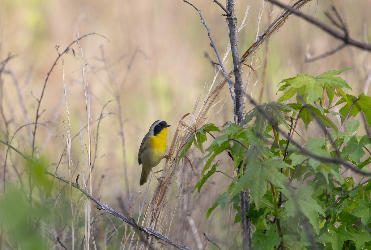 Common Yellowthroat - ML634536937