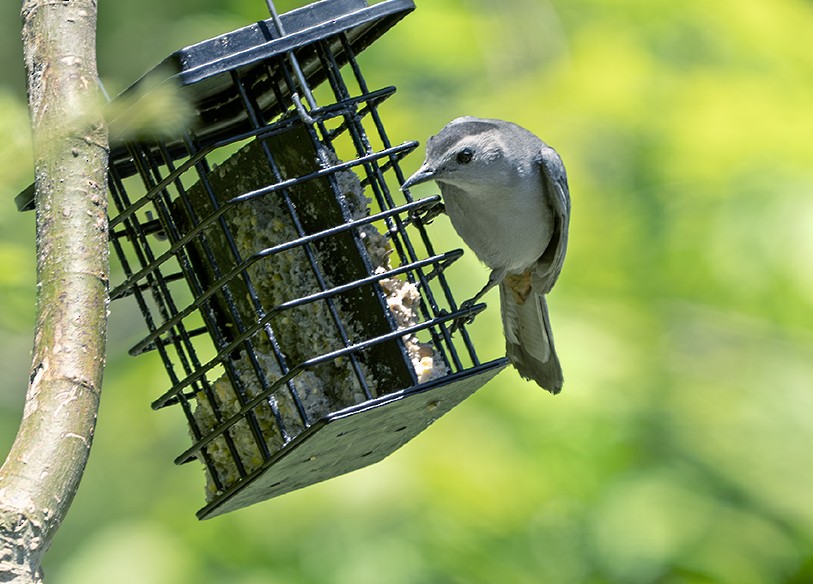 Gray Catbird - ML634536961