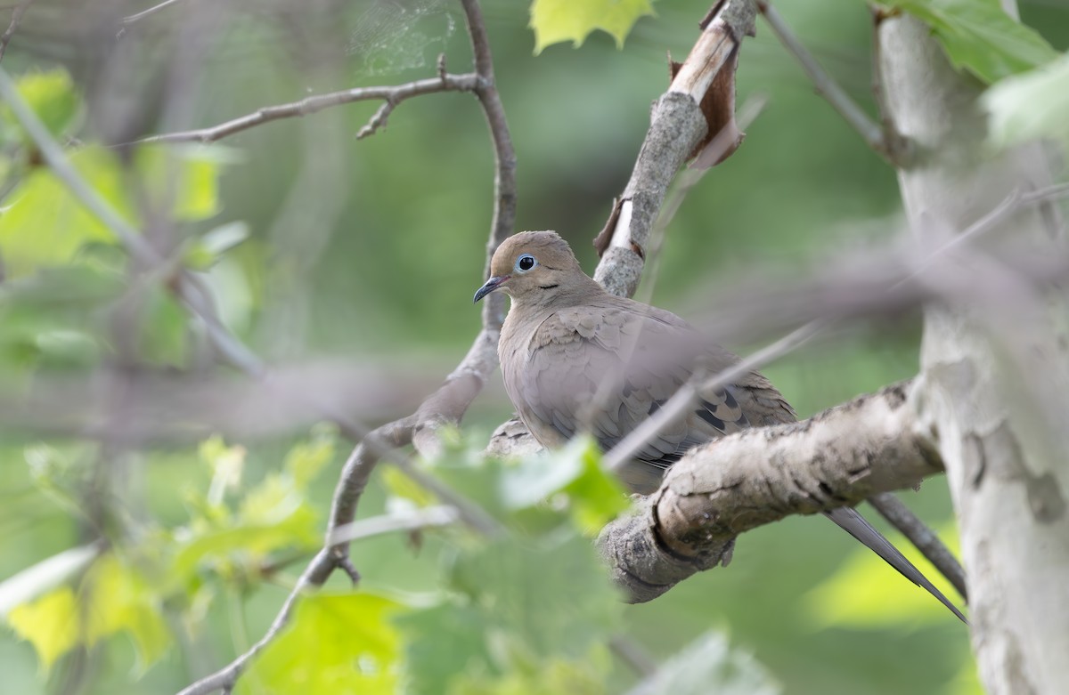 Mourning Dove - ML634537018