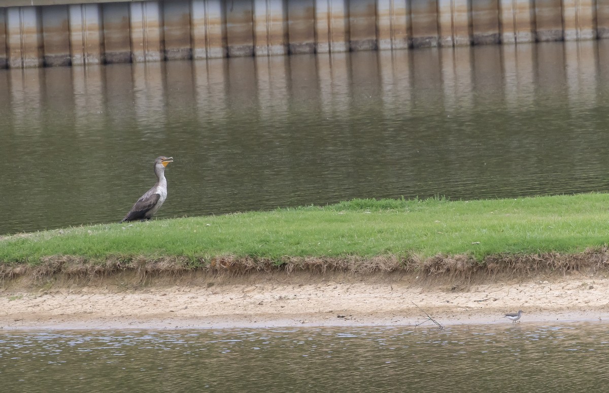 Double-crested Cormorant - ML634537022
