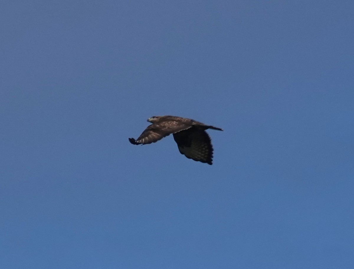 Common Buzzard - ML634537073